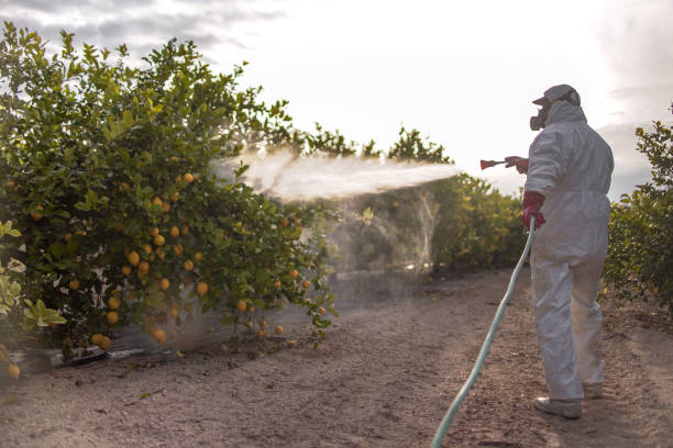 Best Insect Control  in Lower Lake, CA